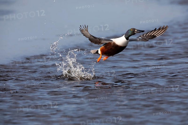 Northern Shoveler (Anas clypeata), male duck taking off in flight from lake, in display flight, island of Texel, Holland