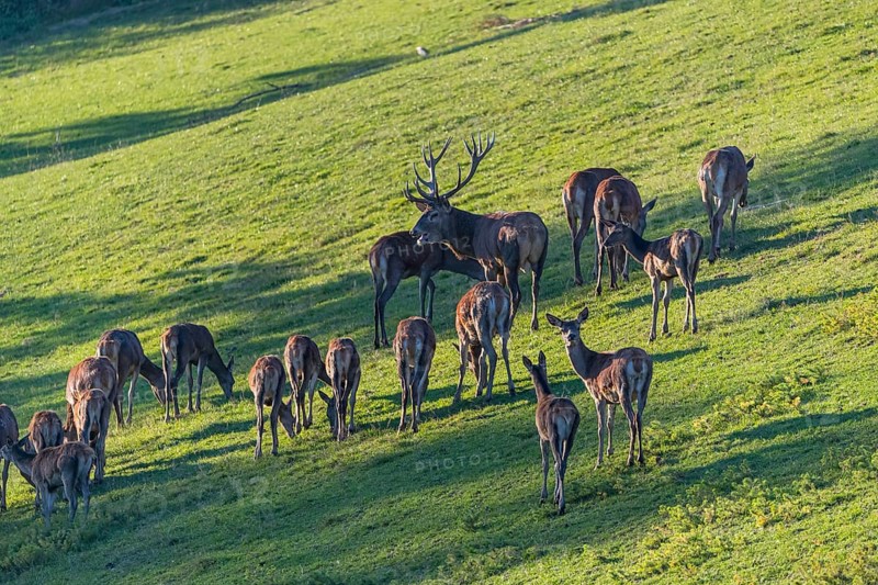 A herd of red deer (Cervus elaphus) standing on a meadow