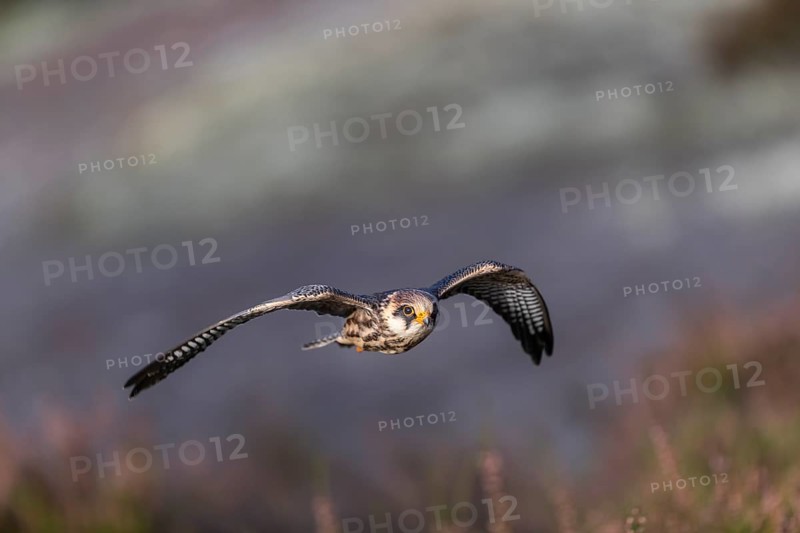 One female red-footed falcon (Falco vespertinus) flying at the edge of a forest. Green vegetation in the background