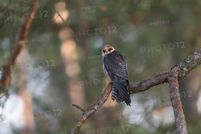 One female red-footed falcon (Falco vespertinus) sitting on a twig of a tree in a forest. Green vegetation in the background