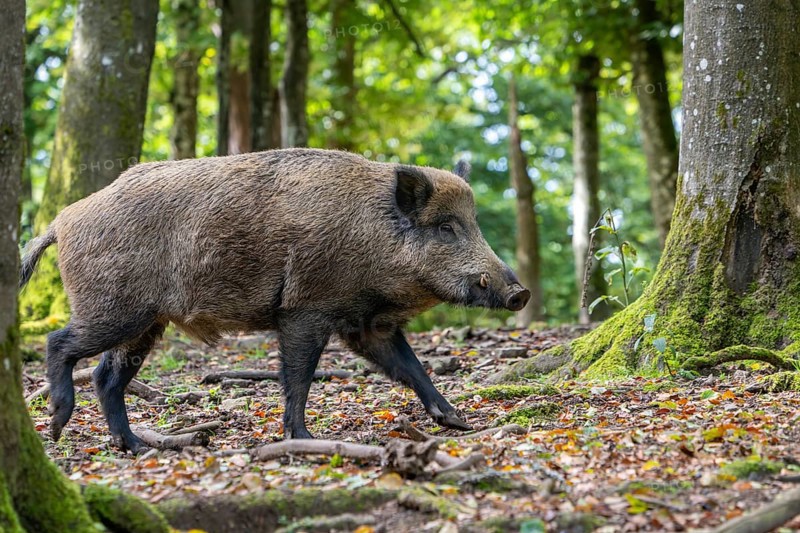 Wild boar (Sus scrofa), boar, Vulkaneifel, Rhineland-Palatinate, Germany, Europe
