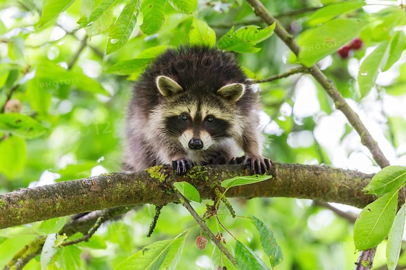 Raccoon (Procyon lotor), young cub in a cherry tree, looking alert, Hesse, Germany, Europe