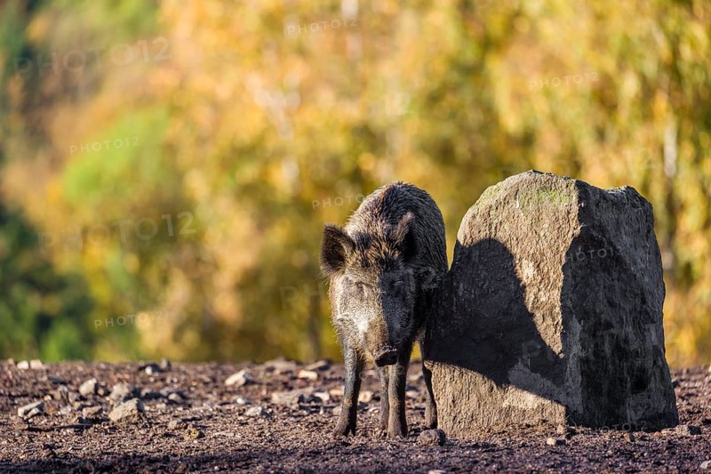 A wild boar or wild pig (Sus scrofa), scratches himself at a big stone. In the background you can see a forest in the fall foliage
