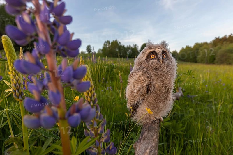 One young long-eared owl (Asio otus), sitting on a branch that is lying in a field of flowering lupines. Wide angle scene in late light