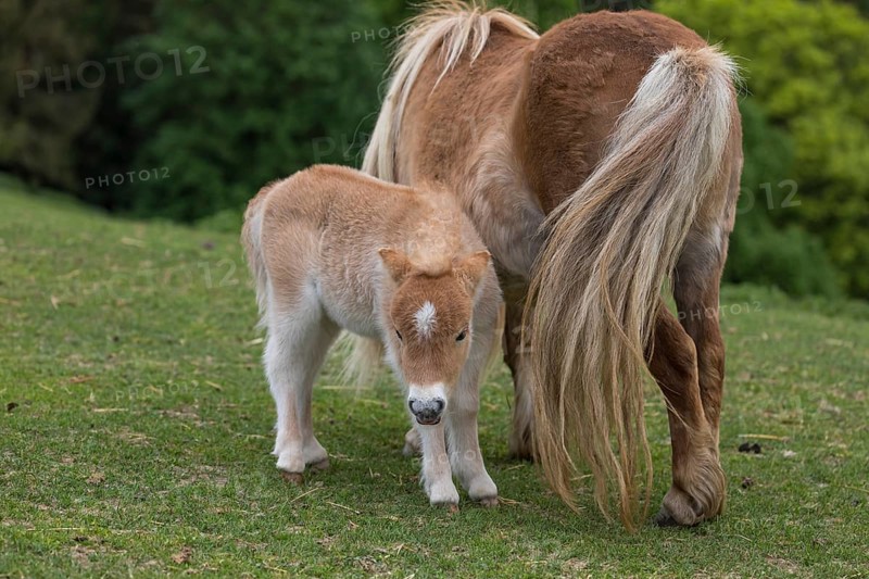 Falabella mare and foal, The Falabella (Equus ferus caballus) is the smallest horse at all