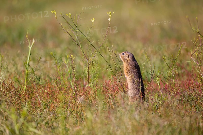 A European ground squirrel (Spermophilus citellus) or European souslik stands erected in tall green grass