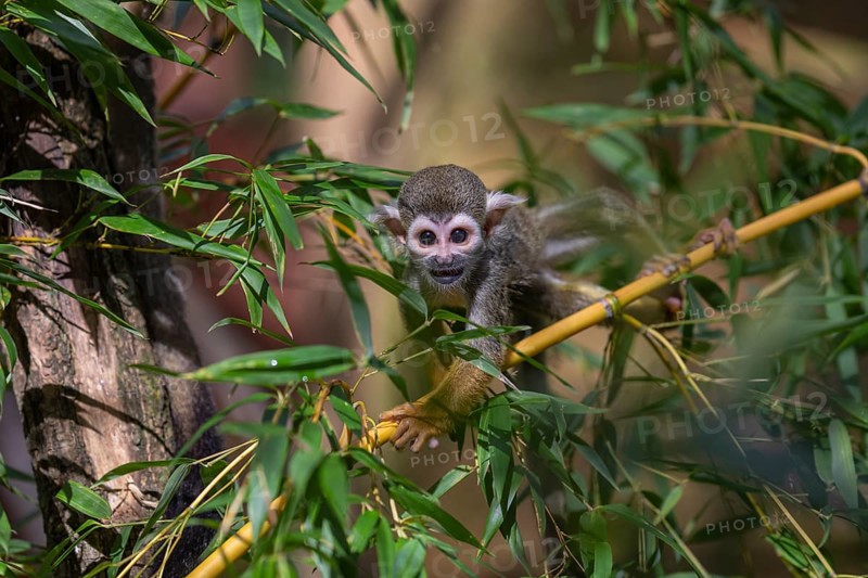 One baby Central American squirrel monkey, Saimiri oerstedii, climbing through bushes. Green vegetation around