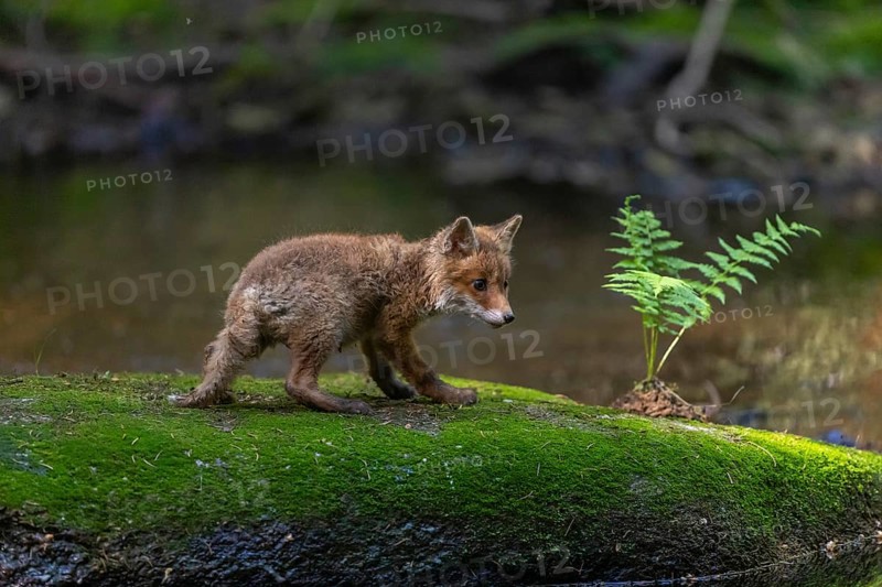 One young red fox, Vulpes vulpes, walking over a mossy rock in a shallow forest creek in late light. Searching for food