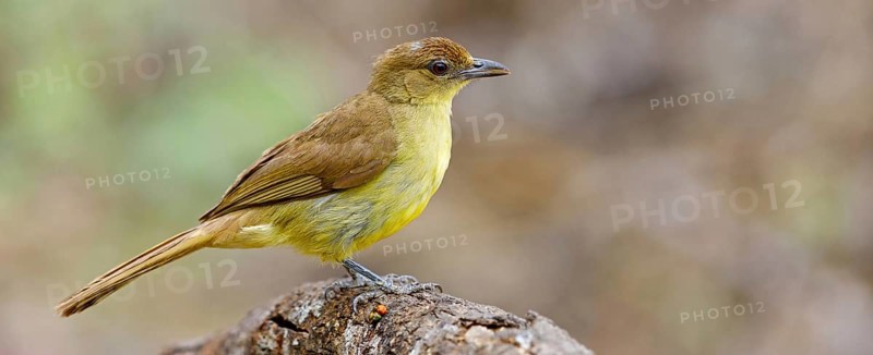 Yellow-bellied greenbul (Chlorocichla flaviventris), Mkuze Game Reserve, Mkuze, KwaZulu-Natal, South Africa, Africa