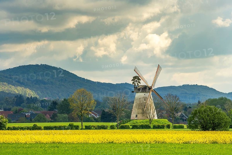 Windmill with rape fields Veltheim Porta Westfalica Germany