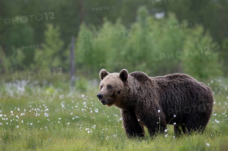 Brown bear (Ursus arctos) in the Finnish taiga, Kuusamo, Finland, Europe