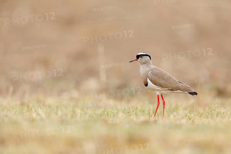 Crowned Lapwing, (Vanellus coronatu), Wakkerstrom surroundings, Wakkerstrom, Mpumalanga, South Africa, Africa