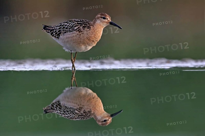 Ruff (Philomachus pugnax), female, Narew, Bialystok, Podlasie, Poland, Europe
