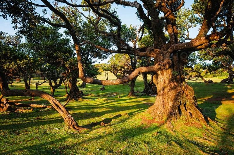 Centuries-old til trees in fantastic magical idyllic Fanal Laurisilva forest on sunset. Madeira island, Portugal, Europe