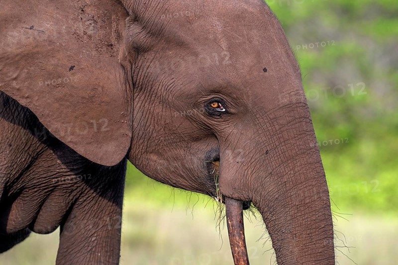 African forest elephant (Loxodonta cyclotis) in a clearing in Loango National Park, Parc National de Loango, portrait, Ogooué-Maritime Province, Gabon, Africa