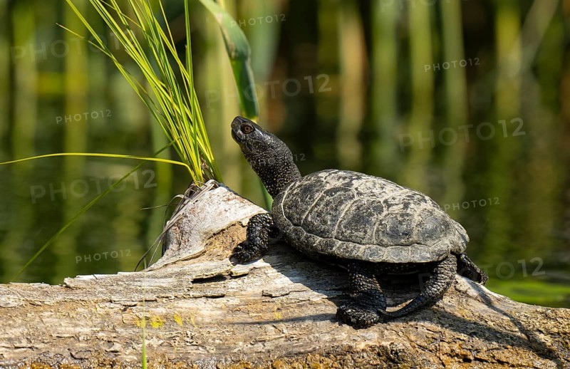 European pond turtle (Emys orbicularis), male, sunbathing, tree trunk, water, Lower Austria
