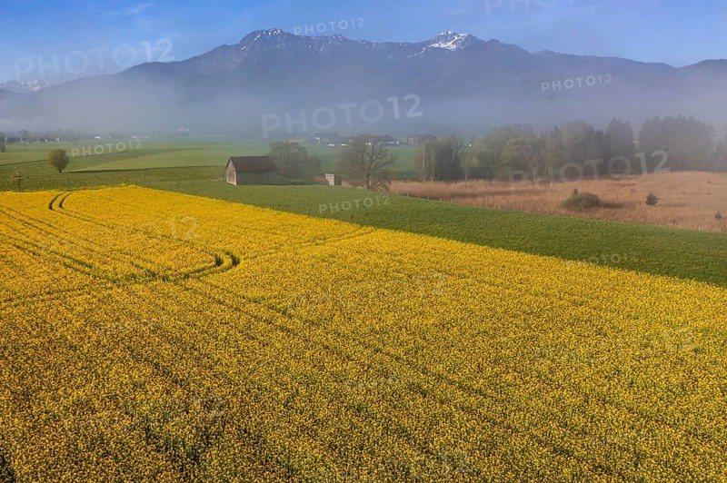 Aerial view of a rape field in front of mountains, spring, Schlehdorf, view of Herzogstand and Heimgarten, Alpine foothills, Upper Bavaria, Bavaria, Germany, Europe