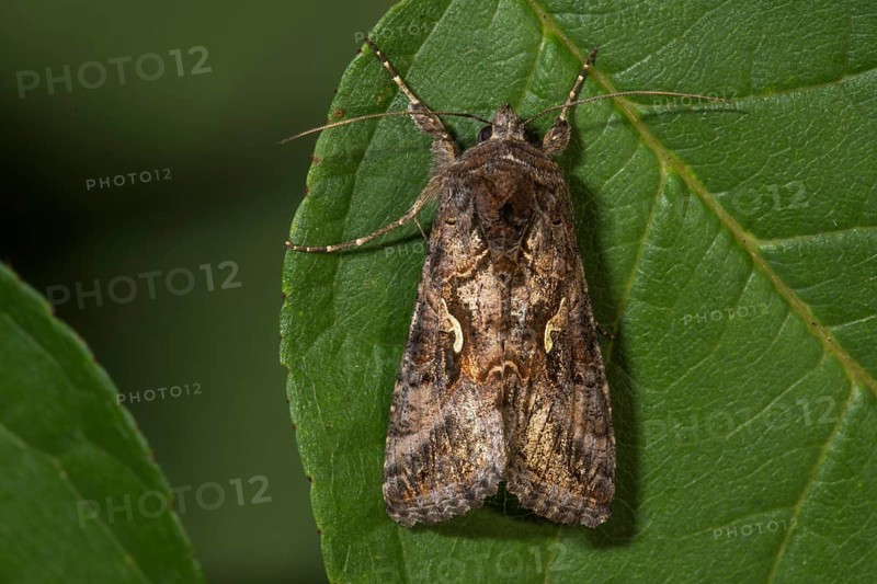 Owl moth (Caloptusia hohenwarthi) resting on a leaf, Baden-Württemberg, Germany, Europe