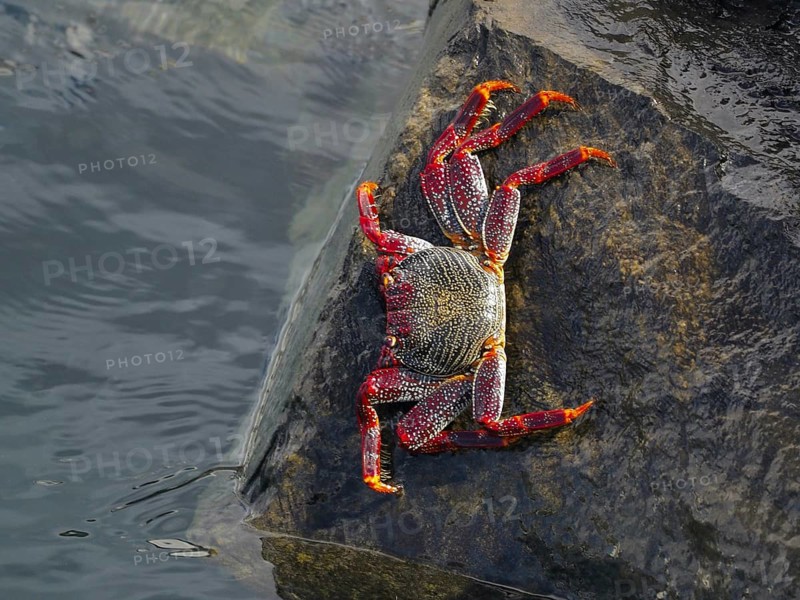 A red rock crab (Grapsus adscensionis) crawls over a wet rock. Puerto de Santiago, Tenerife, Canary Islands, Spain, Europe