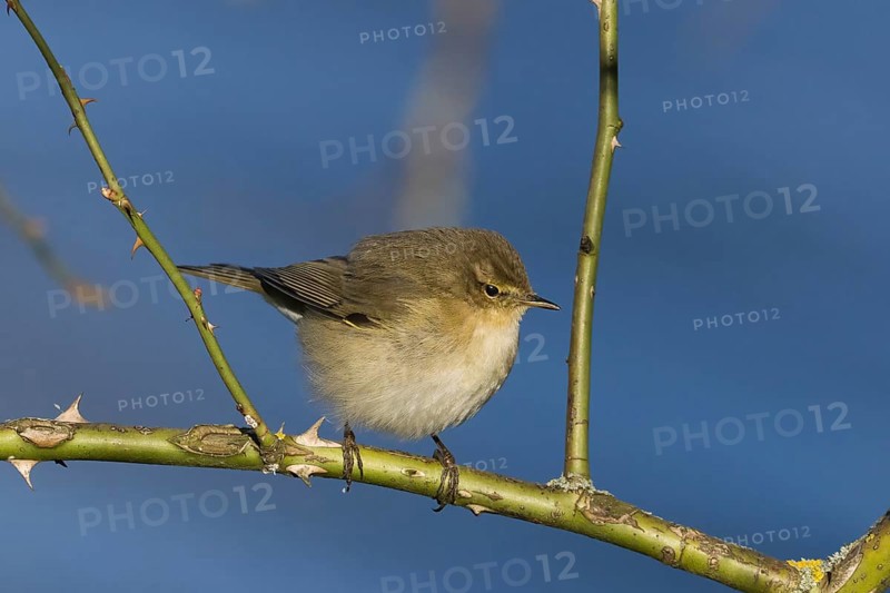 A chiffchaff (Phylloscopus collybita) sitting on a thorny branch against a blue sky, Hesse, Germany, Europe