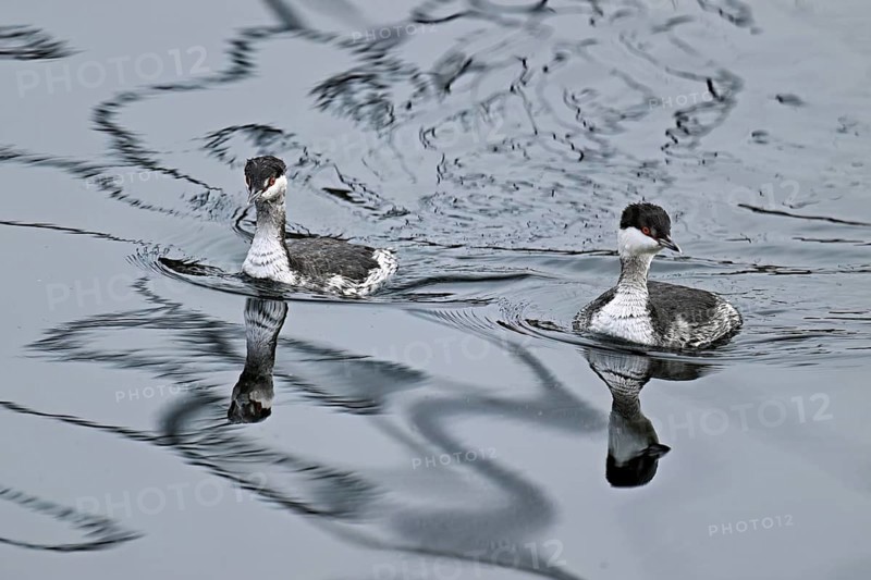Two Slavonian grebes (Podiceps auritus), adult, in their winter plumage, swimming in Lake Zug, Switzerland, Europe