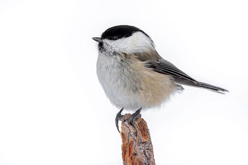 Willow tit (Poecile montanus borealis, Parus montanus) perched on branch in winter, Finland, Scandinavia, Europe