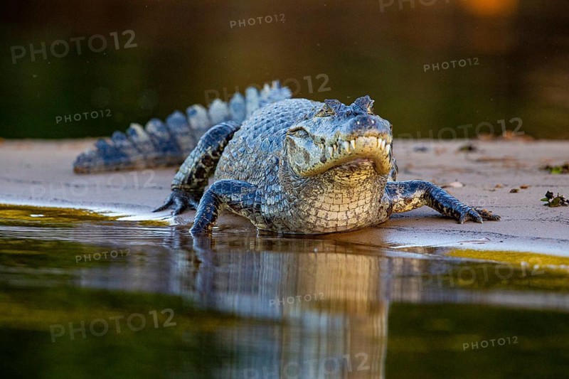 Spectacled caiman (Caiman crocodilius) Pantanal Brazil