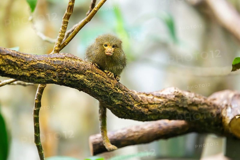 Eastern pygmy marmoset (Cebuella niveiventris) climbing on a tree in a forest, captive, Germany, Europe