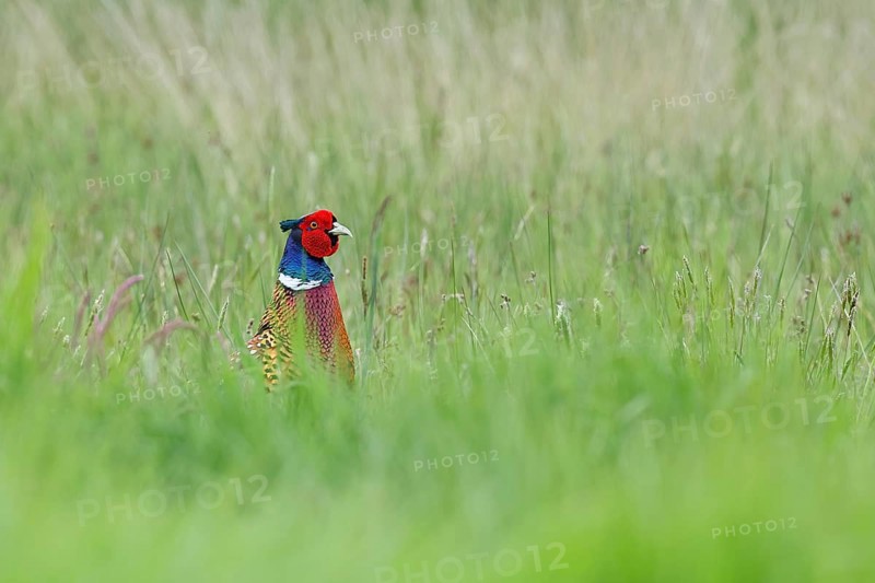 Pheasant, hunting pheasant (Phasianus colchicus), adult male bird in a meadow, lifts its head out of the grass, animal portrait, wildlife, Lembruch, Ochsen Moor, Dümmer nature park Park, Lower Saxony, Germany, Europe