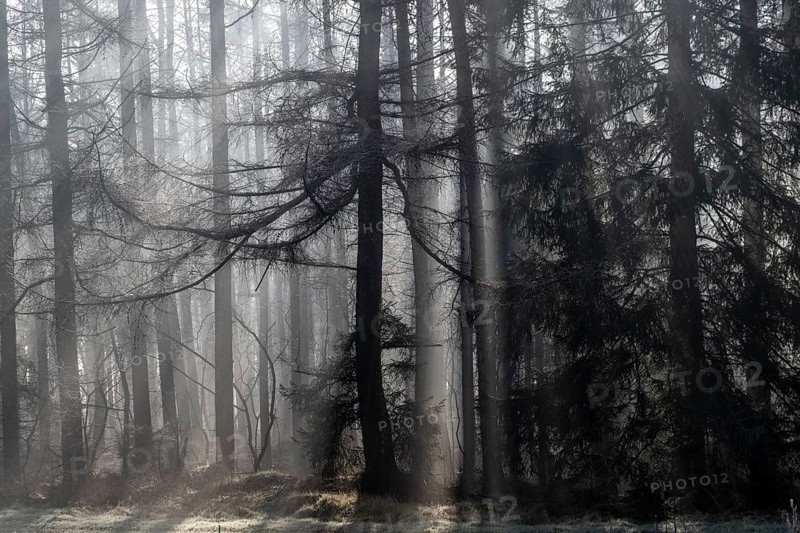 Fog in the coniferous forest, Emsland, Lower Saxony, Germany, Europe