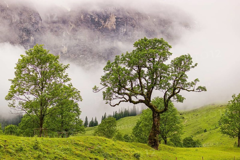 Nature conservancy area Grosser Ahornboden. Sycamore maple trees, Acer pseudoplatanus, in summer. Karwendel mountains in the background. Eng valley, Tyrol, Austria, Europe
