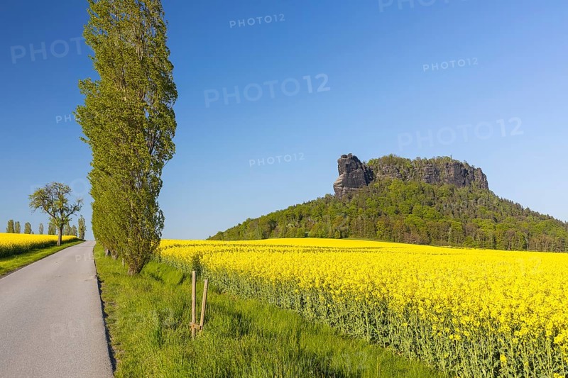 Table mountain Lilienstein surrounded by flowering rape fields (Brassica napus) and poplar avenue in Ebenheit, Saxon Switzerland, Saxony, Germany, Europe