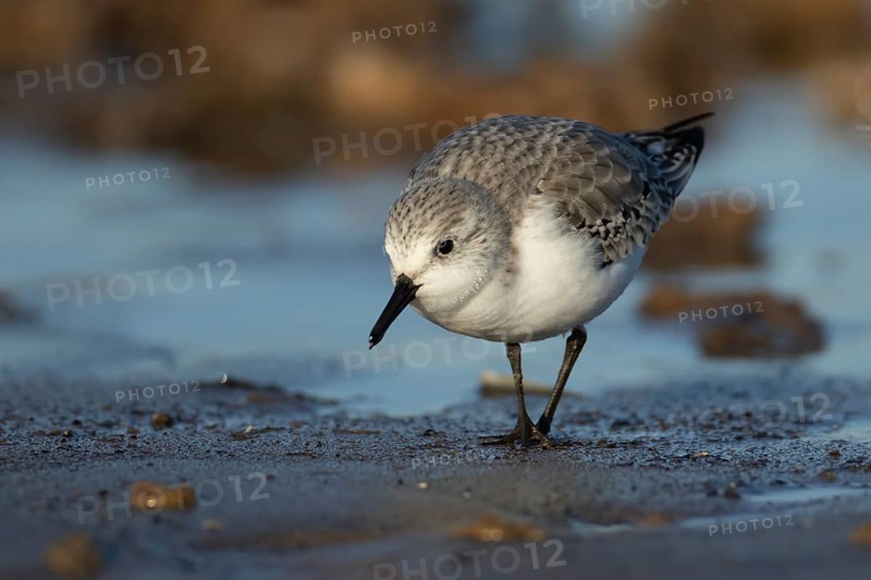 Sanderling (Calidris alba) adult wading bird in winter plumage searching for food on a beach, Norfolk, England, United Kingdom, Europe