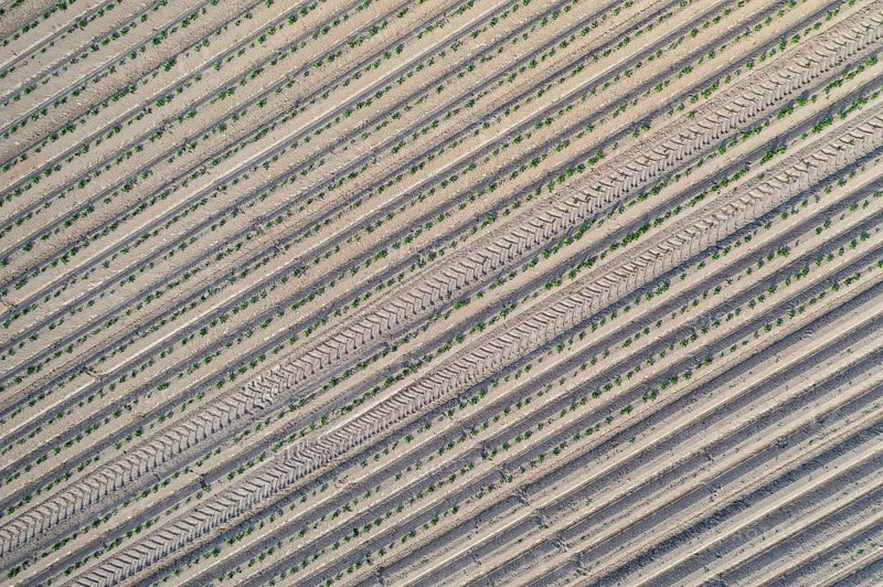 Aerial view of a potato field with ridges and young shoots, Dresden, Saxony, Germany, Europe