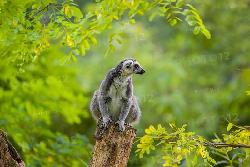 A ring-tailed lemur (Lemur catta) stands high up on a branch of tree with fresh green leafs