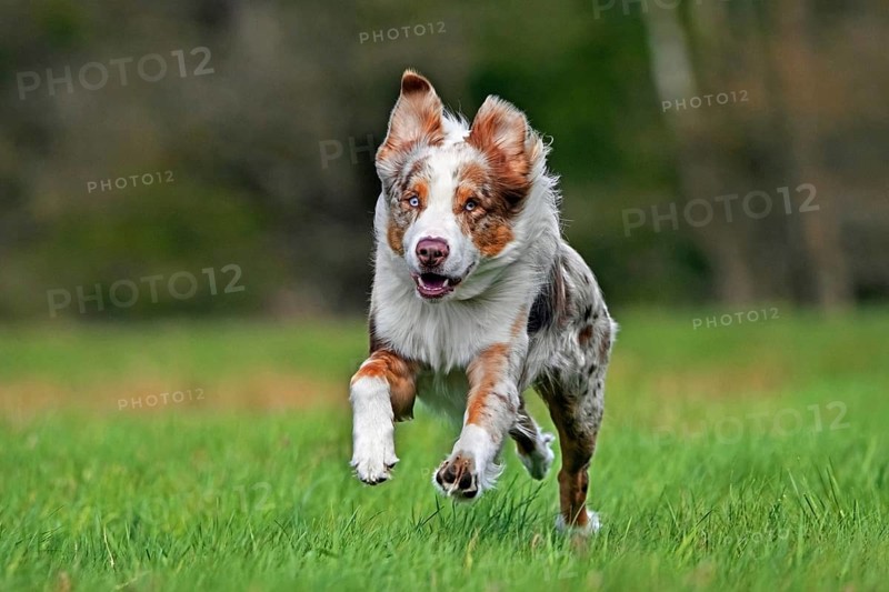 Australian Shepherd, Aussie, breed of herding dog from the United States running in meadow