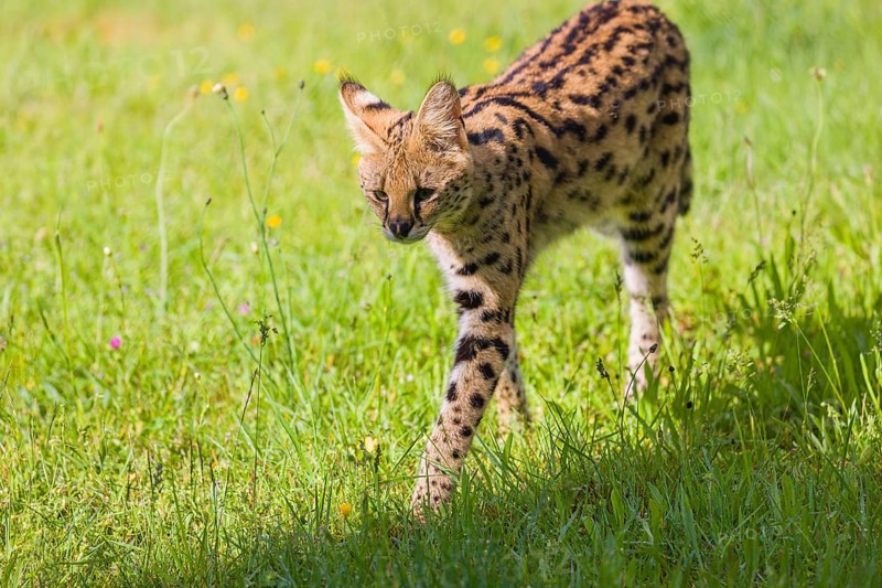 An adult serval, Leptailurus serval, runs across a green meadow