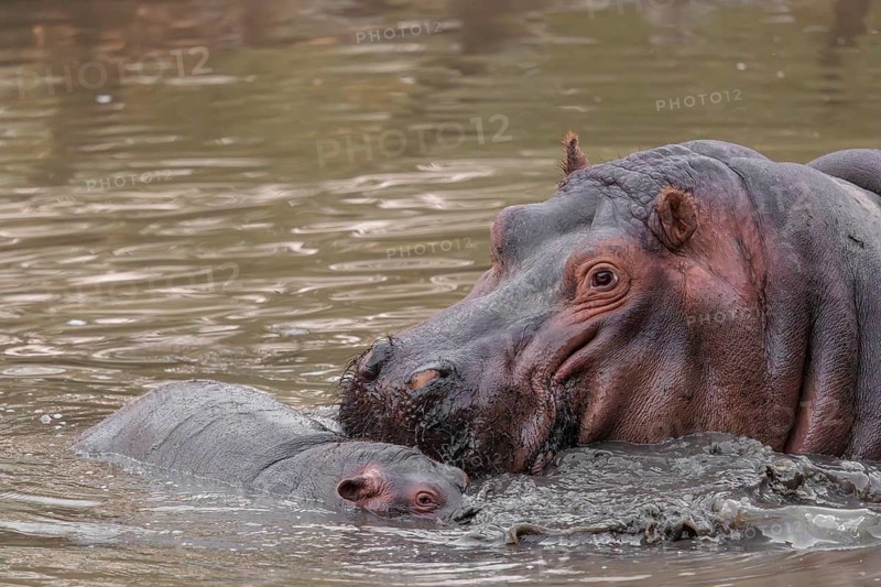 A baby hippopotamus (Hippopotamus amphibius) and its mother swimming in a river