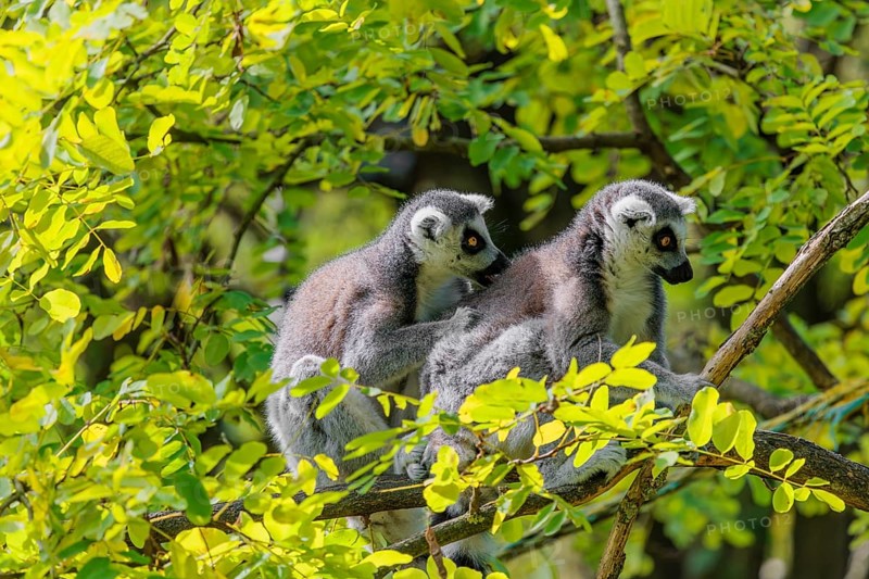 Two ring-tailed lemurs (Lemur catta) sit high up in a tree on a branch between fresh green leaves and play with each other or preen themselves or look around