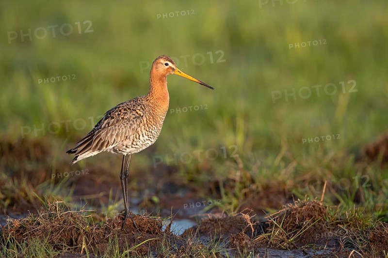 Black-tailed godwit (Limosa limosa), in a wet meadow, Ochsenmoor, Dümmer, Lemförde, Lower Saxony, Germany, Europe