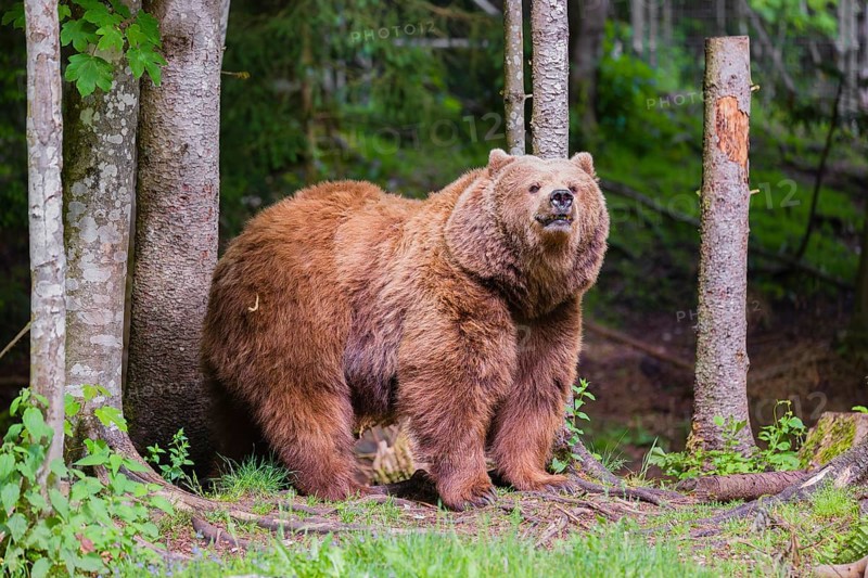 An adult female Eurasian brown bear (Ursus arctos arctos) stands at the edge of the forest