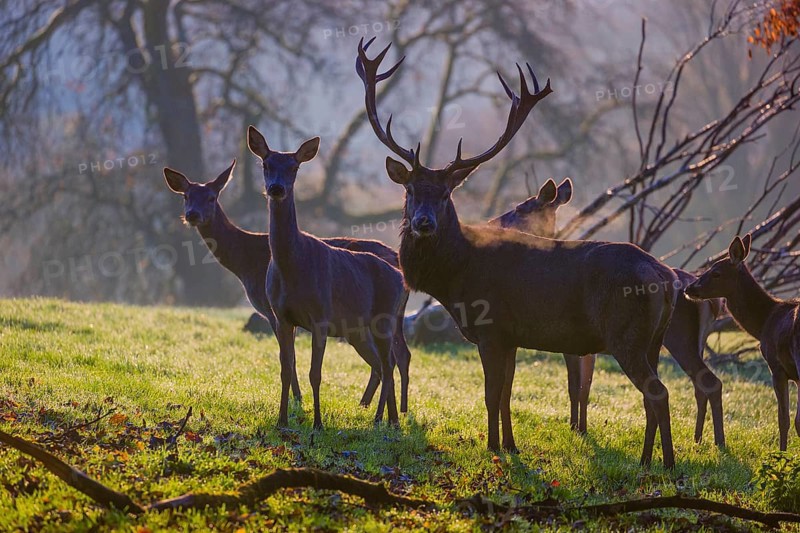 A herd of red deer hind and a stag (Cervus elaphus) stand backlit on a meadow. Early morning light with a forest in mist and fall foliage in the background