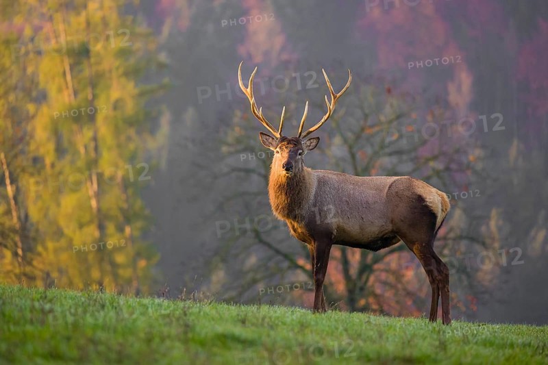 An Altai maral stag, Altai wapiti or Altai elk (Cervus canadensis sibiricus) stands on a meadow in the very first light of the day. Trees in autumn colors stand in the background