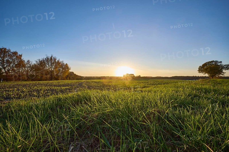 Landscape, grass, fields, trees, sunset, backlight of the sun, frog perspective, Hanstedt in der Nordheide, Lüneburger Heide, district of Harburg, Lower Saxony, Germany, Europe