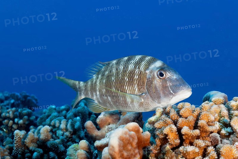 Big-headed snapper (Lethrinus genivittatus), swimming over coral reef, Tuamotu Archipelago, French Polynesia, South Pacific, Pacific Ocean, Oceania
