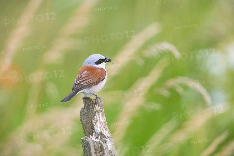 Red-backed shrike (Lanius collurio) ml Germany