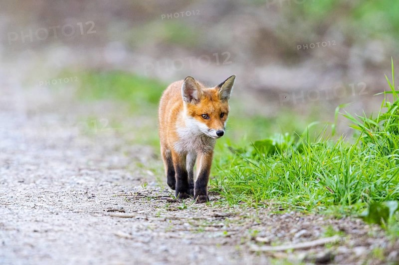 Fox (Vulpes vulpes) puppy Germany