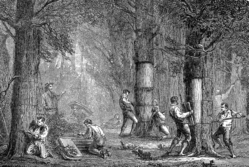 The peeling of the cork oak in Algeria, in 1880, Historical, digital reproduction of an original from the 19th century