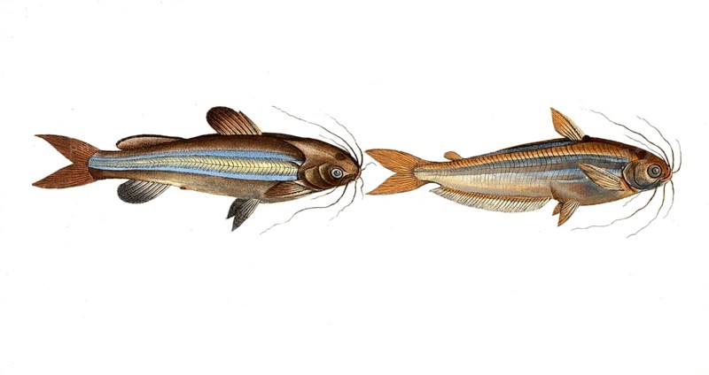Fish, fishes, left: Genus of fish from the family of true catfishes within the order of catfishes, Silurus vittatus, striped catfish, The striped silure. right: Genus of fish from the family of true catfishes within the order of catfishes, Silurus atherinoides, the silver stripe, Historic, digitally restored reproduction from a 19th century original, Record date not stated