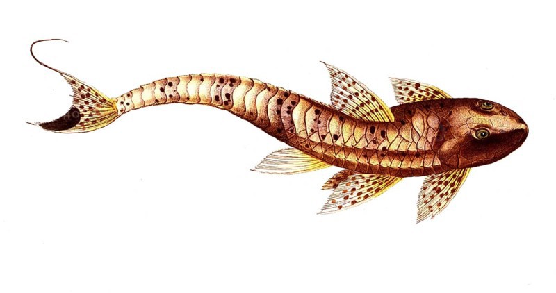 Fish, Pisces, Loricaria maculata, the spotted armoured fish, The maculated Cuirassier, Historical, digitally restored reproduction from a 19th century original, Record date not stated